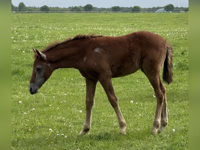Mangalarga Marchador Merrie 1 Jaar 153 cm Rood schimmel in Neuenkirchen