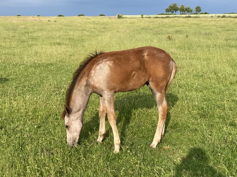Mangalarga Marchador Merrie 1 Jaar 153 cm Rood schimmel in Neuenkirchen
