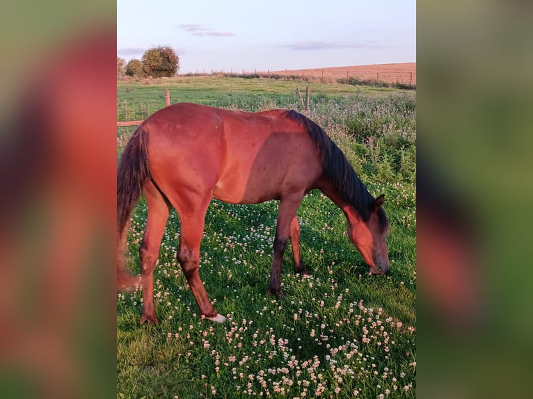 Mangalarga Marchador Merrie 2 Jaar 148 cm Roodbruin in ghislenghien