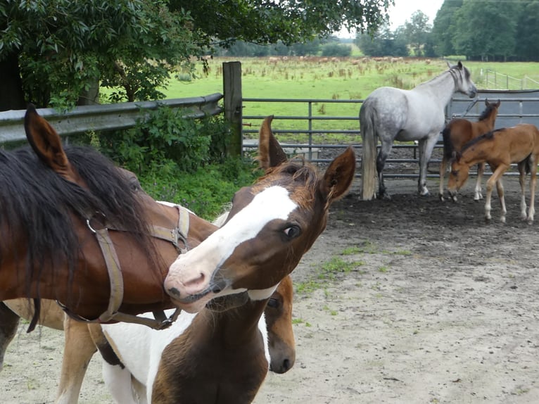 Mangalarga Marchador Merrie 2 Jaar 152 cm Gevlekt-paard in Neuenkirchen