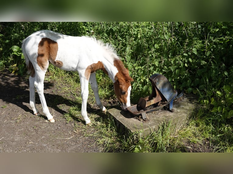 Mangalarga Marchador Merrie 2 Jaar 152 cm Gevlekt-paard in Neuenkirchen