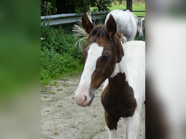 Mangalarga Marchador Merrie 2 Jaar 152 cm Gevlekt-paard in Neuenkirchen