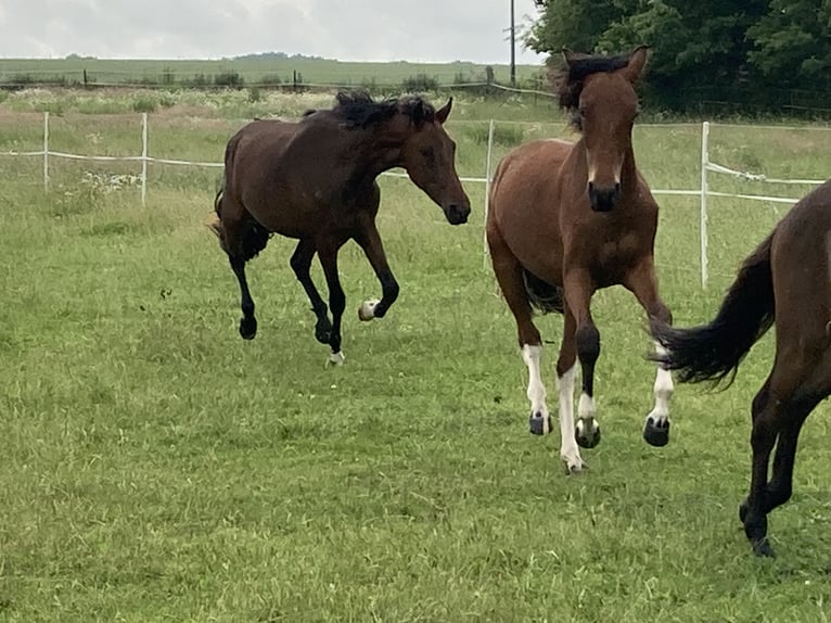 Mangalarga Marchador Merrie 2 Jaar 152 cm Gevlekt-paard in Neuenkirchen