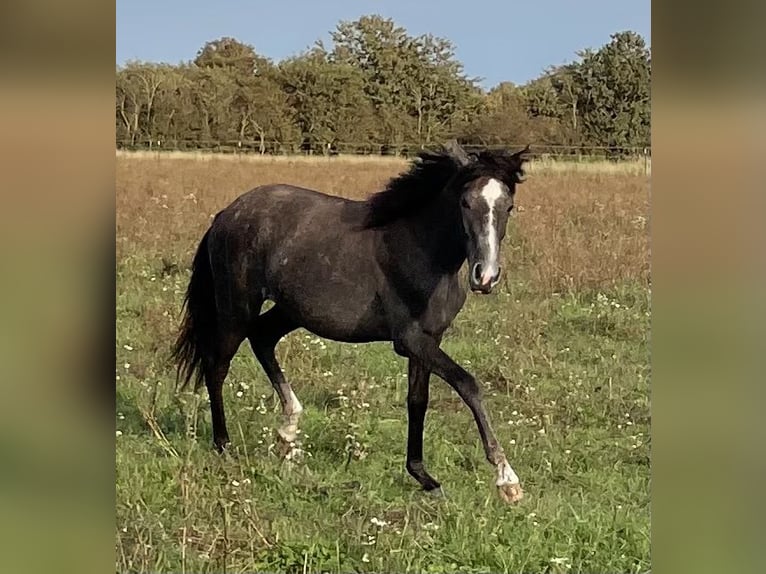 Mangalarga Marchador Merrie 2 Jaar 153 cm Blauwschimmel in Skærbæk