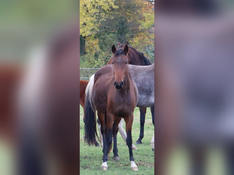 Mangalarga Marchador Merrie 2 Jaar 153 cm Bruin in Neuenkirchen