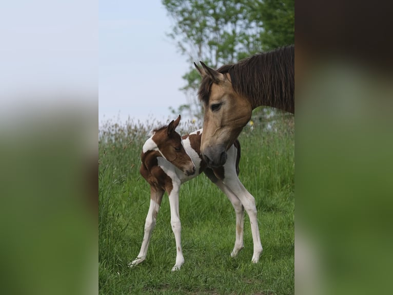 Mangalarga Marchador Merrie 3 Jaar 148 cm Gevlekt-paard in Wahlstorf