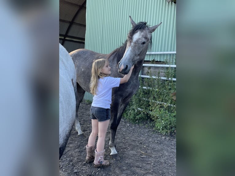 Mangalarga Marchador Merrie 3 Jaar 152 cm Appelschimmel in Skærbæk
