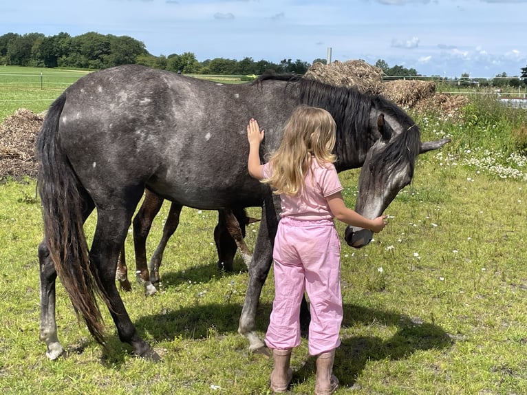 Mangalarga Marchador Merrie 3 Jaar 152 cm Appelschimmel in Skærbæk