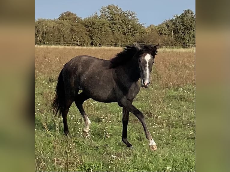 Mangalarga Marchador Merrie 3 Jaar 152 cm Appelschimmel in Skærbæk