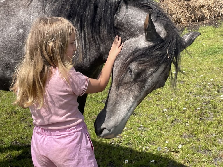 Mangalarga Marchador Merrie 3 Jaar 152 cm Appelschimmel in Skærbæk