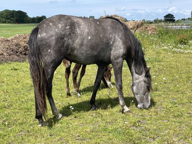 Mangalarga Marchador Merrie 3 Jaar 152 cm Appelschimmel in Skærbæk