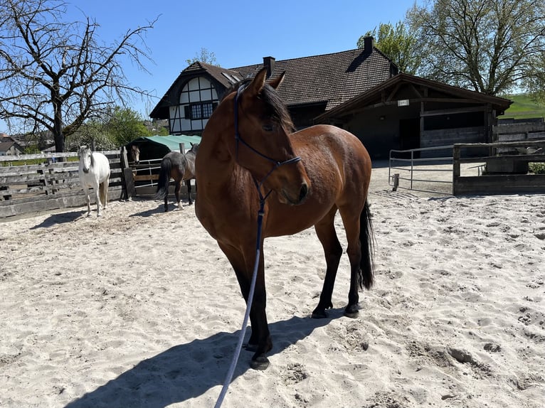 Mangalarga Marchador Merrie 3 Jaar 152 cm Bruin in Diessbach