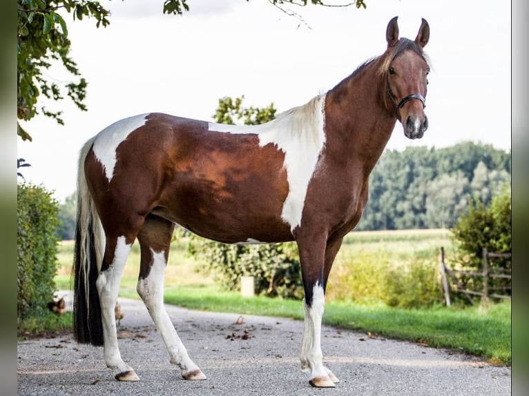 Mangalarga Marchador Merrie 4 Jaar 147 cm Bruin in Nijmegen