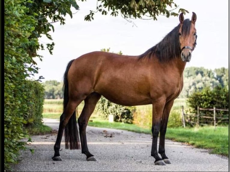 Mangalarga Marchador Merrie 4 Jaar 147 cm Bruin in Nijmegen