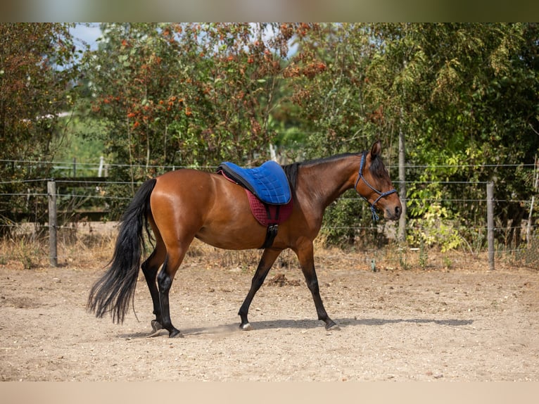 Mangalarga Marchador Merrie 4 Jaar 147 cm Bruin in Nijmegen