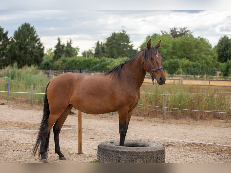 Mangalarga Marchador Merrie 4 Jaar 147 cm Bruin in Nijmegen
