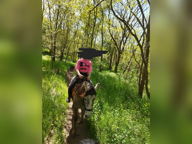 Mangalarga Marchador Merrie 5 Jaar 147 cm Rood schimmel in Wilbertoord