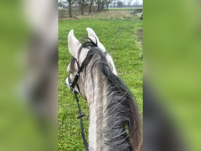 Mangalarga Marchador Merrie 5 Jaar 147 cm Rood schimmel in Wilbertoord