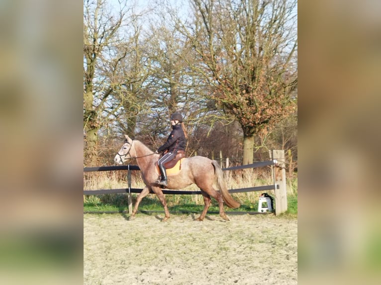 Mangalarga Marchador Merrie 5 Jaar 147 cm Rood schimmel in Wilbertoord