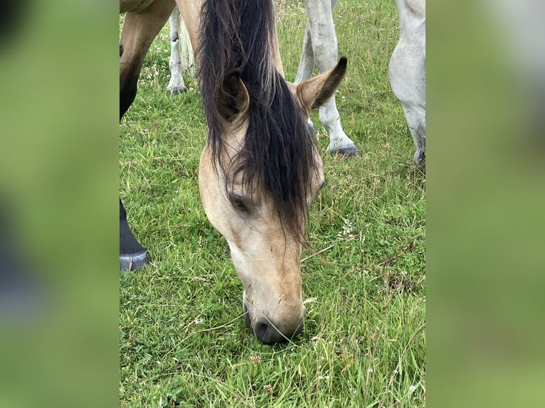 Mangalarga Marchador Merrie 5 Jaar 155 cm Buckskin in Neuenkirchen
