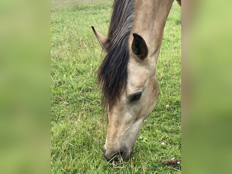 Mangalarga Marchador Merrie 5 Jaar 155 cm Buckskin in Neuenkirchen