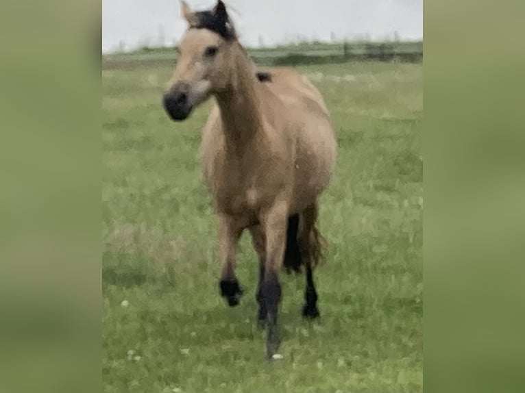 Mangalarga Marchador Merrie 5 Jaar 155 cm Buckskin in Neuenkirchen