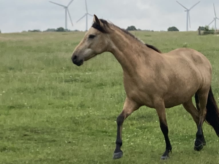 Mangalarga Marchador Merrie 5 Jaar 155 cm Buckskin in Neuenkirchen