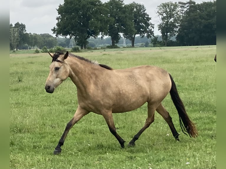 Mangalarga Marchador Merrie 5 Jaar 155 cm Buckskin in Neuenkirchen
