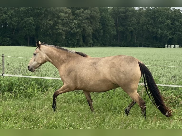 Mangalarga Marchador Merrie 5 Jaar 155 cm Buckskin in Neuenkirchen