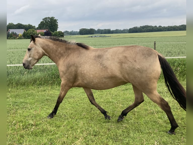 Mangalarga Marchador Merrie 5 Jaar 155 cm Buckskin in Neuenkirchen