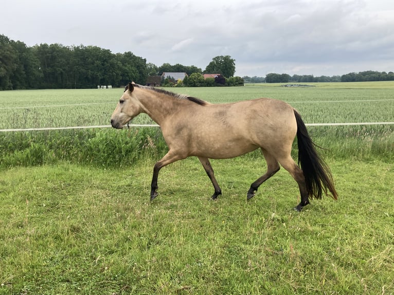 Mangalarga Marchador Merrie 5 Jaar 155 cm Buckskin in Neuenkirchen
