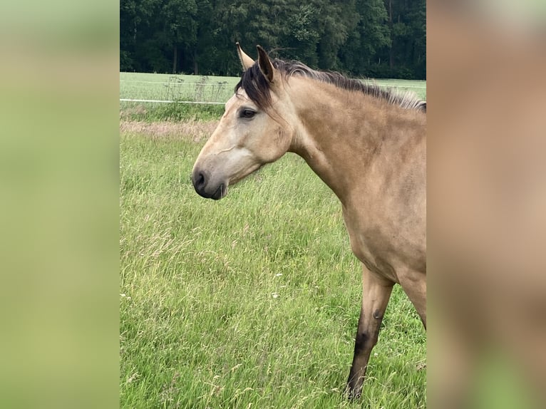 Mangalarga Marchador Merrie 5 Jaar 155 cm Buckskin in Neuenkirchen