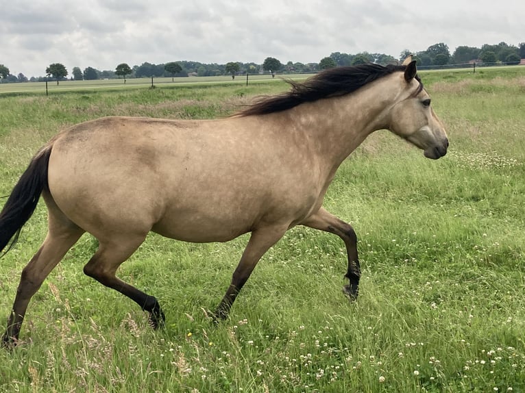 Mangalarga Marchador Merrie 5 Jaar 155 cm Buckskin in Neuenkirchen