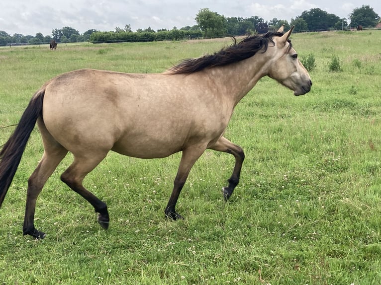 Mangalarga Marchador Merrie 5 Jaar 155 cm Buckskin in Neuenkirchen
