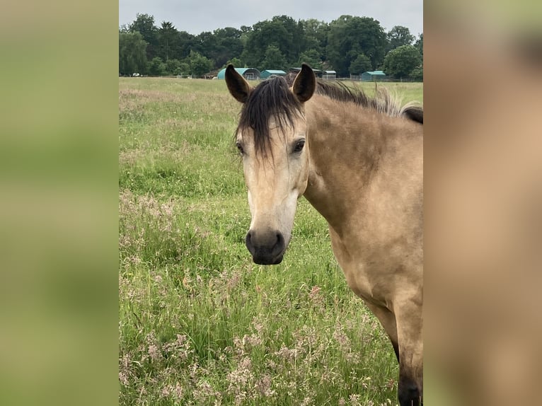 Mangalarga Marchador Merrie 5 Jaar 155 cm Buckskin in Neuenkirchen