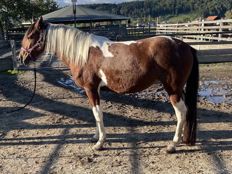 Mangalarga Marchador Merrie 6 Jaar 152 cm Gevlekt-paard in Diessbach