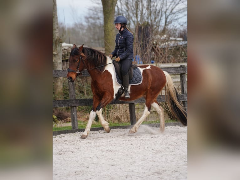 Mangalarga Marchador Merrie 8 Jaar 149 cm Gevlekt-paard in Uitwijk