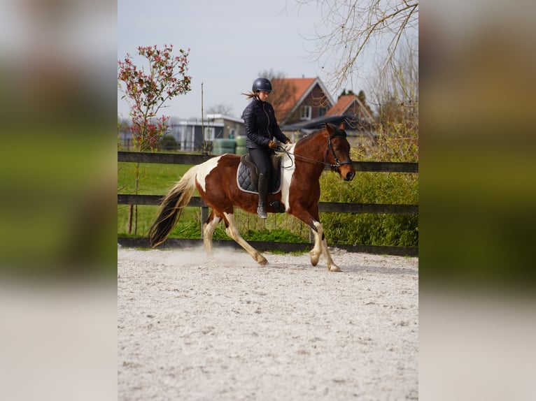 Mangalarga Marchador Merrie 8 Jaar 149 cm Gevlekt-paard in Uitwijk
