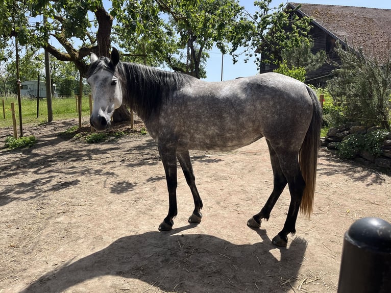 Mangalarga Marchador Merrie 8 Jaar 149 cm Vliegenschimmel in Belmont sur Yverdon