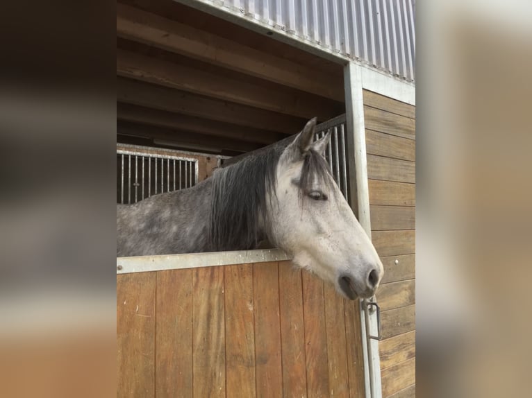 Mangalarga Marchador Merrie 8 Jaar 149 cm Vliegenschimmel in Belmont-sur-Yverdon