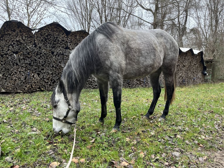 Mangalarga Marchador Merrie 8 Jaar 149 cm Vliegenschimmel in Belmont-sur-Yverdon