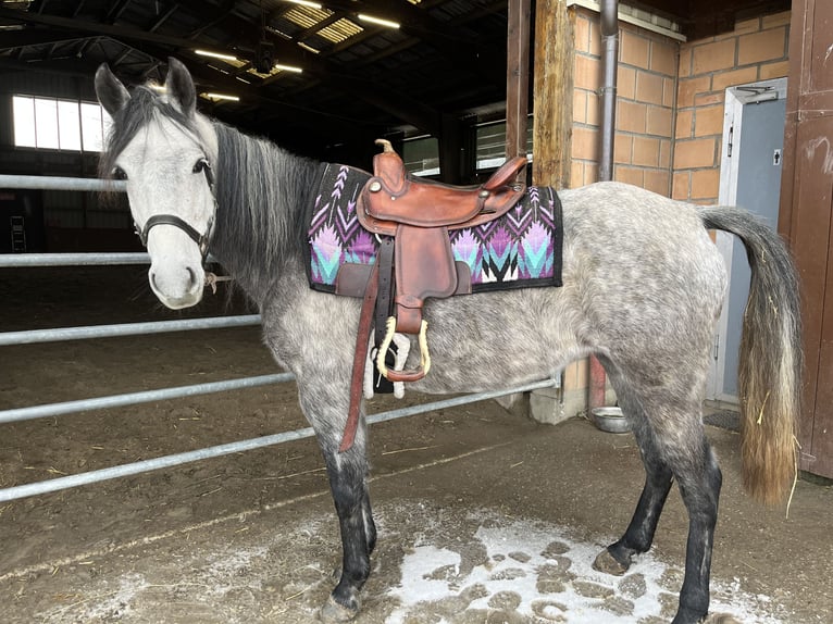 Mangalarga Marchador Merrie 8 Jaar 149 cm Vliegenschimmel in Belmont-sur-Yverdon