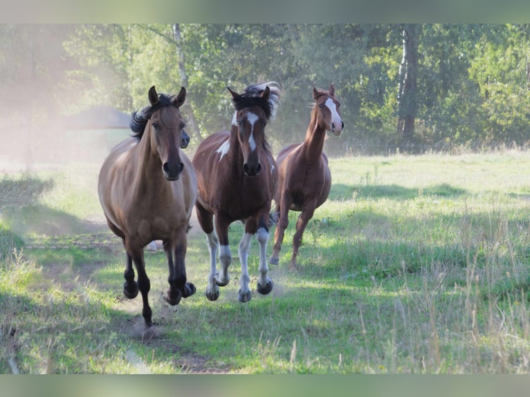 Mangalarga Marchador Merrie 8 Jaar 150 cm Falbe in Ribbesbüttel