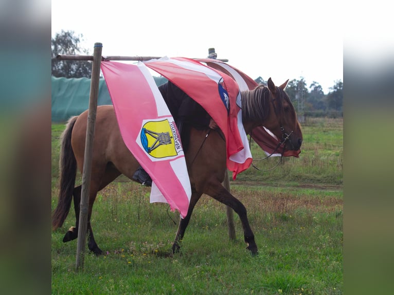 Mangalarga Marchador Merrie 8 Jaar 150 cm Falbe in Ribbesbüttel