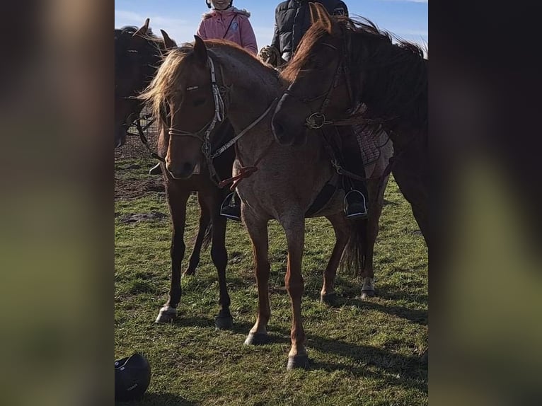 Mangalarga Marchador Merrie 9 Jaar 149 cm Roan-Red in Skærbæk