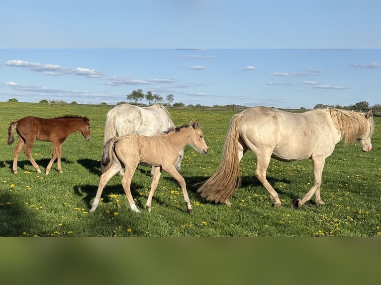 Mangalarga Marchador Merrie Veulen (04/2025) 153 cm Buckskin in Neuenkirchen