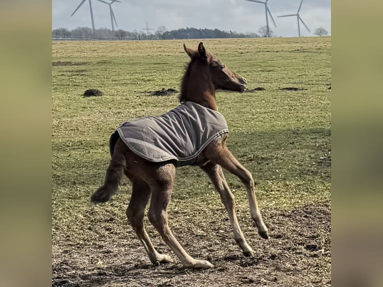 Mangalarga Marchador Merrie Veulen (03/2025) 153 cm Rood schimmel in Neuenkirchen