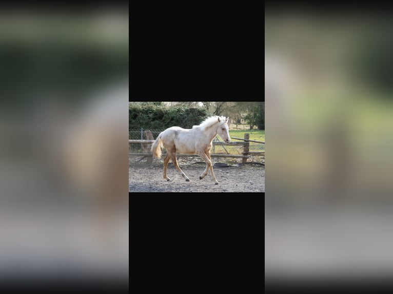 Mangalarga Marchador Ogier 2 lat 152 cm Izabelowata in Welle