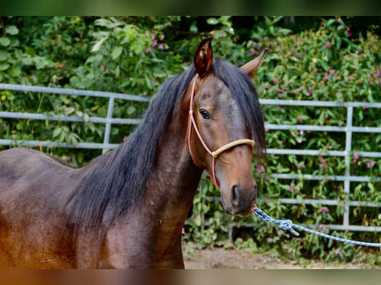 Mangalarga Marchador Mix Ogier 3 lat Gniada in Morsbach