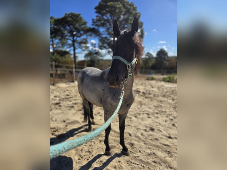 Mangalarga Marchador Ogier 4 lat 152 cm Karodereszowata in Lexington